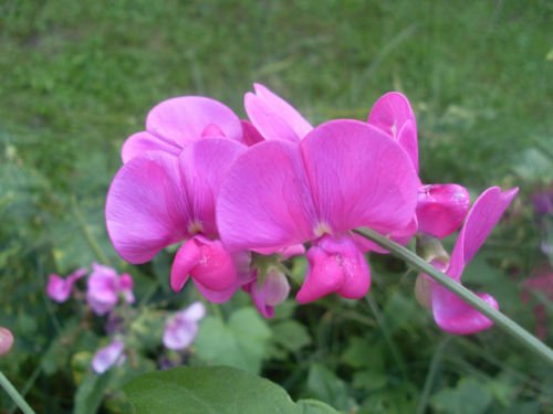 sweet Pea Everlasting Perennial Flower Pink White Mix 10 Fresh Seeds Groco