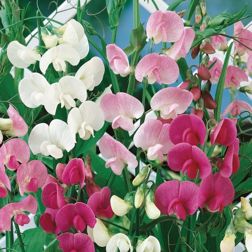 05g approx 9 Perennial Sweet Pea Seeds Botquotlathyrus Latifolius&quot Very Decorative And Extremely Fragrant