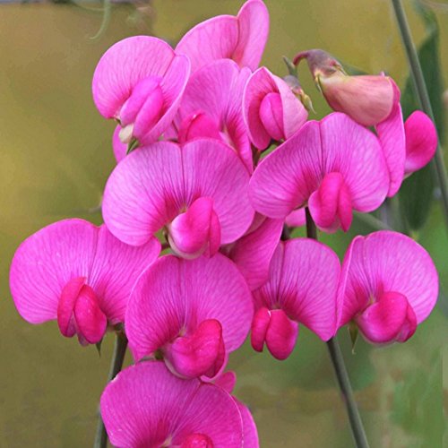 20 Seeds Of Lathyrus Latifolius  Perennial Sweet Pea - Pink Vines Reaching 6 Feet