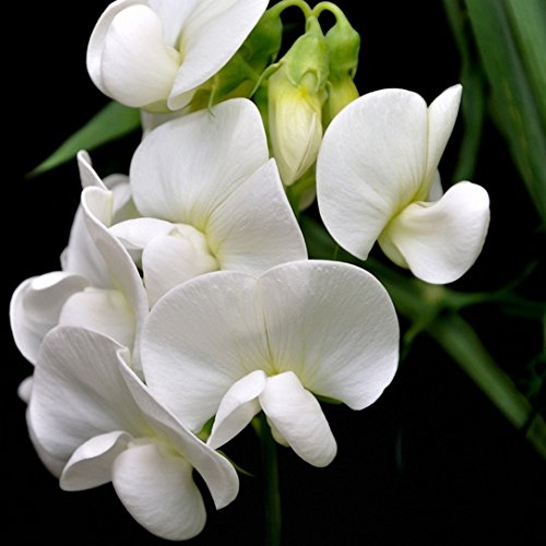 20 Seeds Of Lathyrus Latifolius  Perennial Sweet Pea - White Vines Reaching 6 Feet