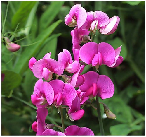 4 Packs X 50 Lathyrus Latifolius - Everlasting Sweet Pea - Perennial Flower Seeds - Can Reach 6 Feet Or Higher