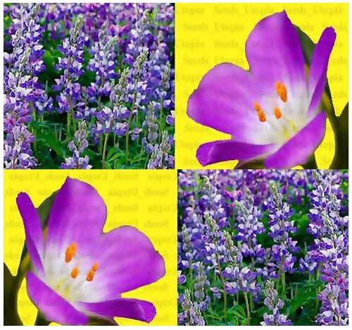 80 Wild Perennial Lupine Flower Seeds Lupinus Perennis Sweet-pea-like Flowers