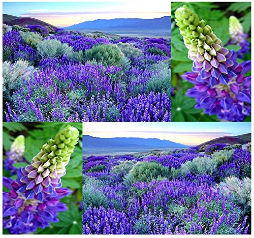 80 X Wild Perennial Lupine Flower Seeds Lupinus Perennis Sweet-pea-like Flowers - By Myseedsco