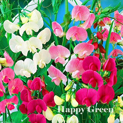 Everlasting Sweet Pea MIX - 25 seeds - Lathyrus Latifolius PERENNIAL