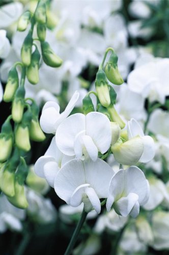 Everlasting Sweet Pea ~pearl White~quotlathryrus Latifolius&quot 10-perennial Seeds