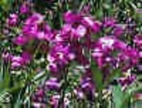 Lathyrus Latifolius Perennial Sweet Pea Seeds