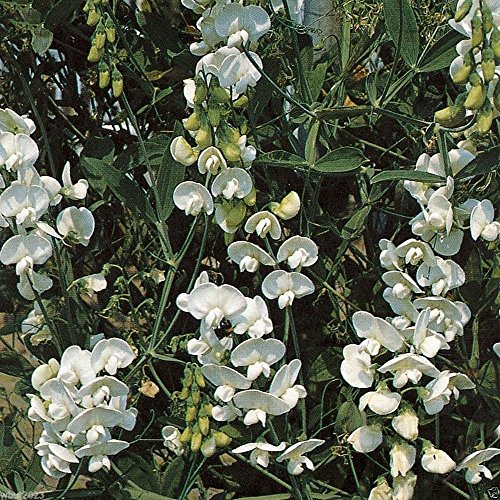 Perennial Sweet Pea - Pearl White - Lathyrus Latifolius ~30 Seeds