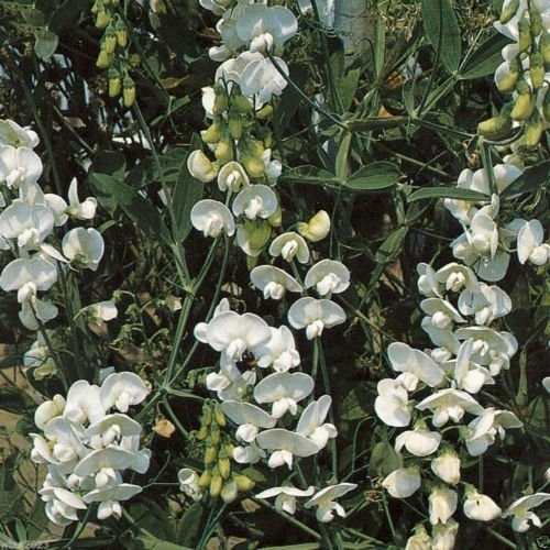 Perennial Sweet Pea - Pearl White - Lathyrus latifolius ~30 Seeds~