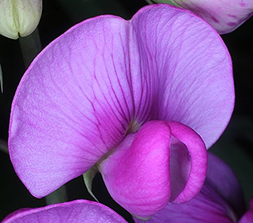 Perennial Sweet Pea Vine - Lathyrus latifolia - 4 Pot