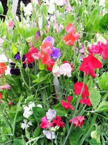 Perennial Sweet Peas 100 Seeds - MixKnown As Everlasting Pea Vine 