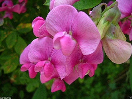 Perennial Sweet Peas 100 Seeds - Pearl Pink Known As Everlasting Pea Vine 