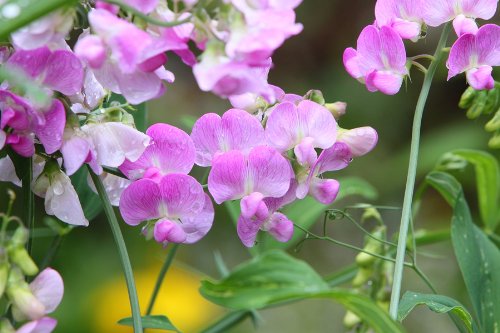 Sweet Pea Everlasting Mixed Color - Perennial Seeds