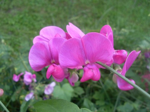 Sweet Pea Everlasting Perennial Flower Pink White Mix 25 Fresh Seeds Groco