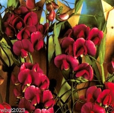 Sweet Pea Pearl Red Lathyrus Latifolius ~30 Seeds~ Perennial Sweet Pea