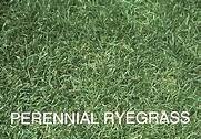 PERENNIAL RYEGRASS INDY 10 LB