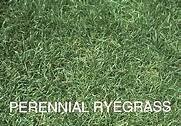 PERENNIAL RYEGRASS INDY 10 LB