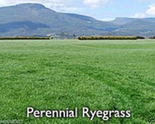 Perennial RyeGrass-lPURE SEEDSCover Crop-Grazing UseBeef DairySheep