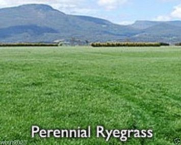 Perennial RyeGrass-lPURE SEEDSCover Crop-Grazing UseBeef DairySheep
