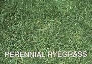 Perennial Ryegrass indy 5 Lb