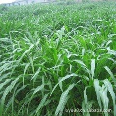 sky 20 seedsbag grass seed corn in Mexico perennial ryegrass seed alfalfa grass north and south shipping