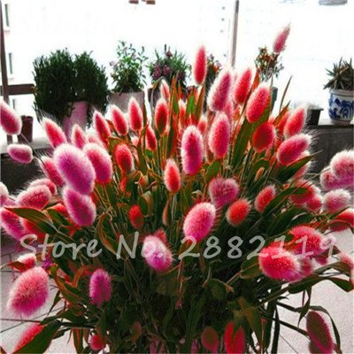 120 Pcs Colorful Rabbit Tail Grass Seeds Bunny Lagurus Ovatus Tropical Ornamental Grass Plant Bonsai Flower Decorate Home Garden 3