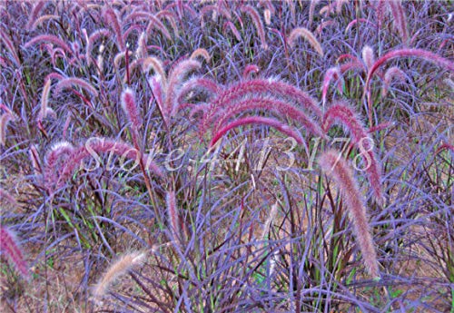AGROBITS 100 PcsBag Heirloom Pennisetum Alopecuroides Bonsai Ornamental Grass Plant for Home Garden Perennial Potted Planta Easy to Grow 10