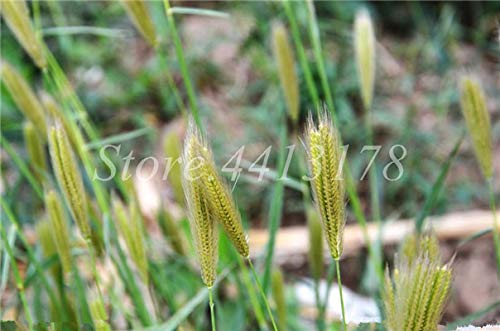AGROBITS 100 PcsBag Heirloom Pennisetum Alopecuroides Bonsai Ornamental Grass Plant for Home Garden Perennial Potted Planta Easy to Grow 8