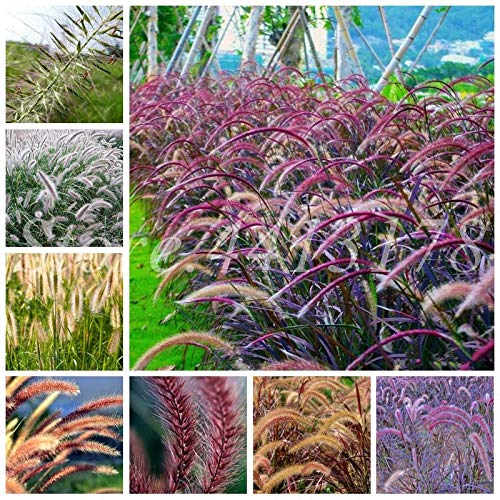 AGROBITS 100 PcsBag Heirloom Pennisetum Alopecuroides Bonsai Ornamental Grass Plant for Home Garden Perennial Potted Planta Easy to Grow Mixed