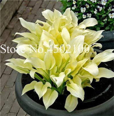 AGROBITS 100 Pcs Beautiful Hosta Bonsai Perennials Plantain Lily Flower White Lace Home Garden Ground Cover Ornamental Grass Plants 10