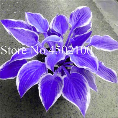 AGROBITS 100 Pcs Beautiful Hosta Bonsai Perennials Plantain Lily Flower White Lace Home Garden Ground Cover Ornamental Grass Plants 14