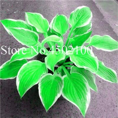 AGROBITS 100 Pcs Beautiful Hosta Bonsai Perennials Plantain Lily Flower White Lace Home Garden Ground Cover Ornamental Grass Plants 18