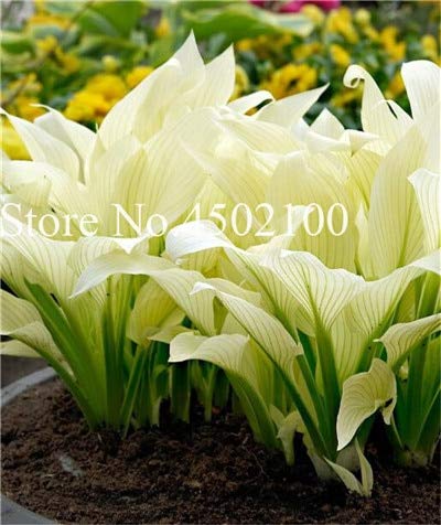 AGROBITS 100 Pcs Beautiful Hosta Bonsai Perennials Plantain Lily Flower White Lace Home Garden Ground Cover Ornamental Grass Plants 6