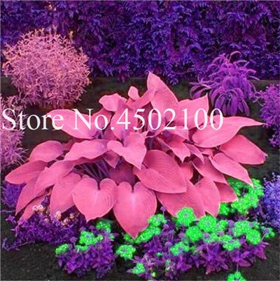 AGROBITS 100 Pcs Beautiful Hosta Bonsai Perennials Plantain Lily Flower White Lace Home Garden Ground Cover Ornamental Grass Plants 7