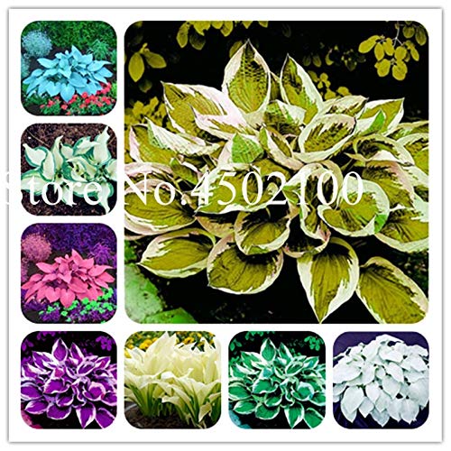 AGROBITS 100 Pcs Beautiful Hosta Bonsai Perennials Plantain Lily Flower White Lace Home Garden Ground Cover Ornamental Grass Plants Mixed
