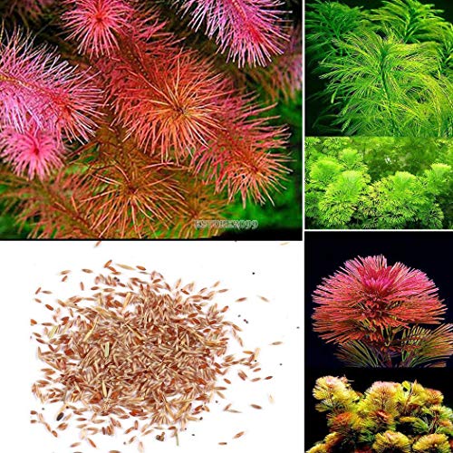 AGROBITS Type 2 Indoor Beautifying Aquatic Plant Seeds Water Grass Seeds Ornamental Er99