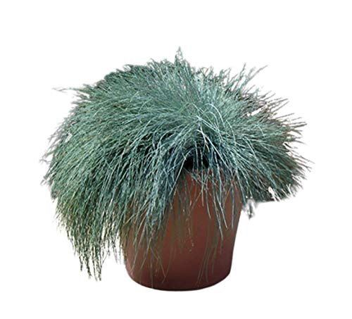 Blue Fescue 500 Seeds - Festuca Glauca Flowering Plant Festuca Cinerea Glauca Varna Grass Seed Beautiful Blue Green Perennial Grasses Ornamental Grass Seeds for Planting