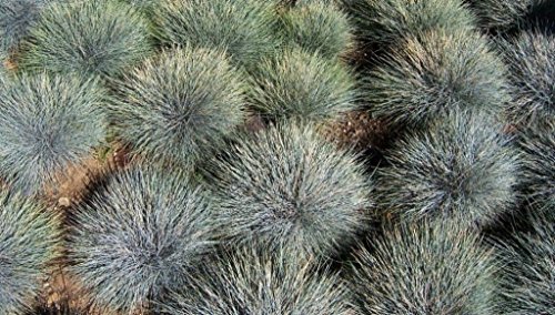 Festuca Glauca Blue Fescue Grass Choose 10 Ornamental Grass Plants