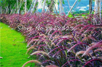 Kasuki 100 PcsBag Heirloom Pennisetum Alopecuroides Bonsai Ornamental Grass Plant for Home Garden Perennial Potted Planta Easy to Grow - Color 6