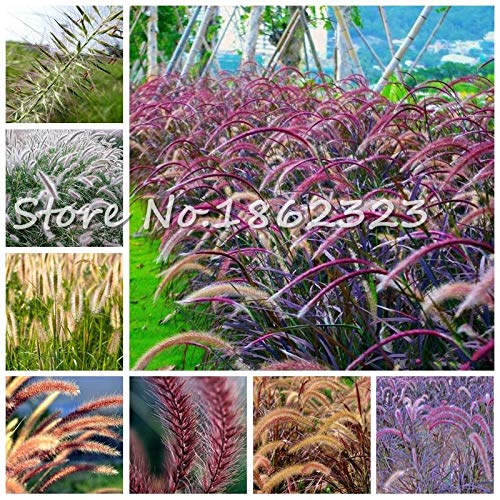 Kasuki 100 PcsBag Heirloom Pennisetum Alopecuroides Bonsai Ornamental Grass Plant for Home Garden Perennial Potted Planta Easy to Grow - Color Mixed