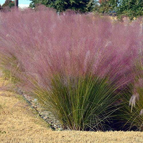 Outsidepride Pink Muhly Ornamental Grass Plant Seeds - 50 Seeds