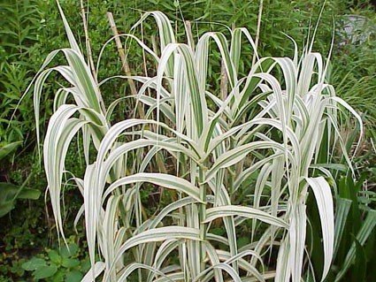 SeedsBulbsPlants&More Miscanthus Variegatus Reed Grass Arundo Donax Perennial Ornamental Grass Plant