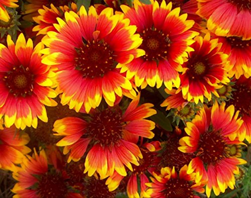 2 Arizona Sun - Perennial Blanket Flower Plants - Quart Pot