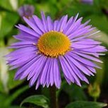 25 Aster Alpinus Goliath Flower Seeds  Shade or Sun  Perennial