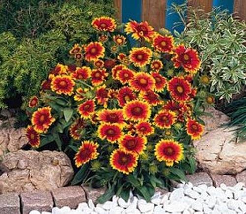 Gaillardia Blanket Flower Aristata Arizona Sun Perennial Seeds