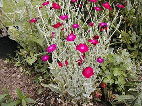 Rose Campion Sun Perennial Pink Flower 450 Seeds Groco