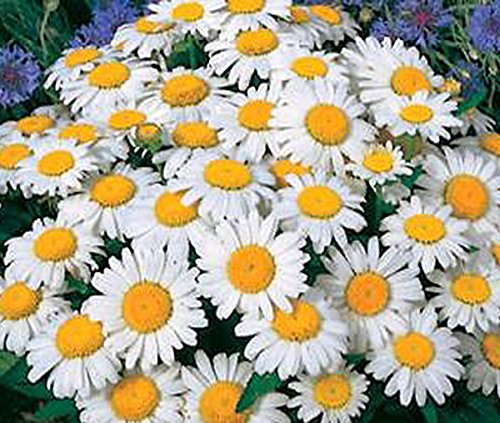 Shasta Daisy - Perennial Full Sun Daisy
