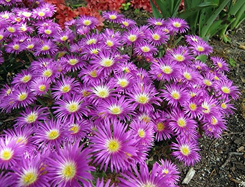 Starburst Ice Plant - Sun Perennial - Delosperma - 325 Pot