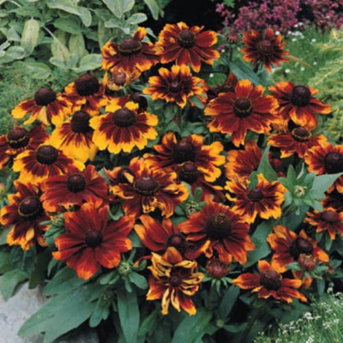 TOTO RUSTIC RUDBECKIA 30 SEEDS GREAT FULL SUN PERENNIAL