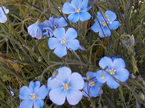 flax blue SUN PERENNIAL flower 240 seeds GroCo