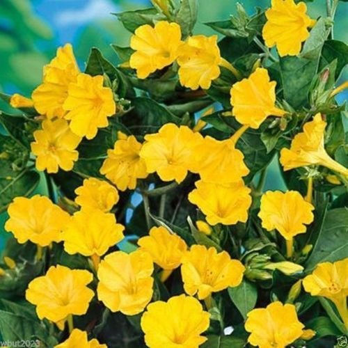 100 Seeds - Four OClocks Flowers Mirabilis Jalapa-Yellow Perennial